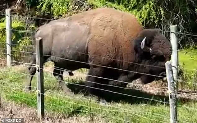 Exclusive: Inside the First Ever Buffalo Attack on a Veteran Farmer with 43 Years of Experience
