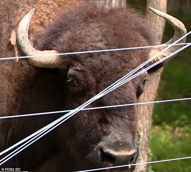 Exclusive: Inside the First Ever Buffalo Attack on a Veteran Farmer with 43 Years of Experience