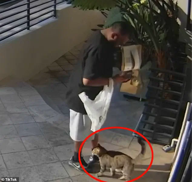 West Hollywood Delivery Driver Allegedly Steals Beloved Cat Floki, Sparking Community Outcry Over Pet Safety