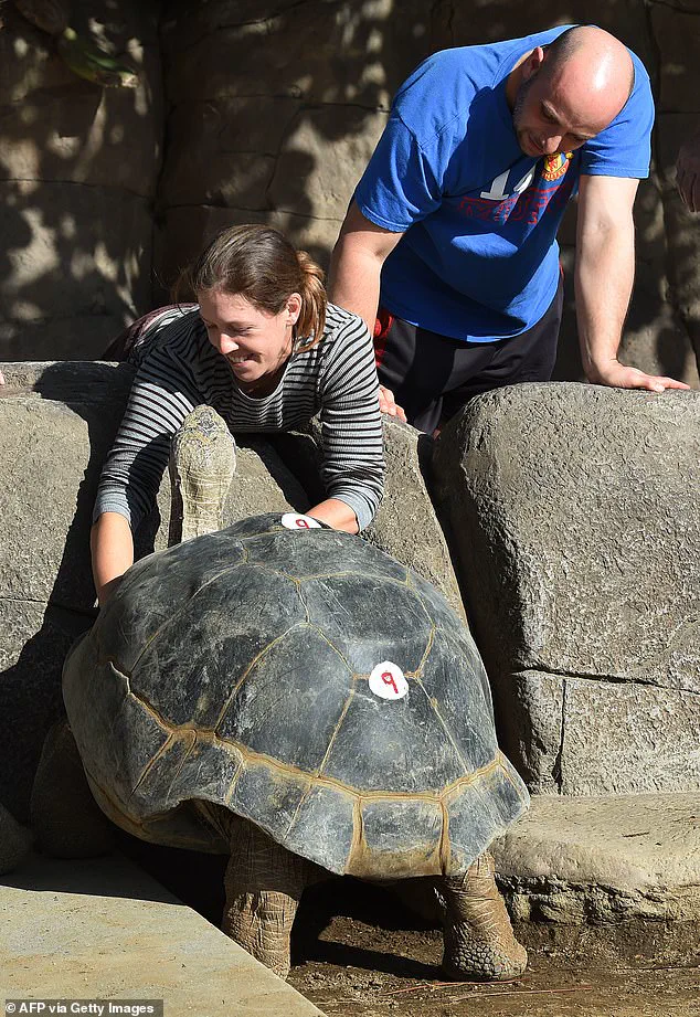 Gramma the Galapagos Tortoise, San Diego Zoo's Beloved Icon, Passes Away at 141