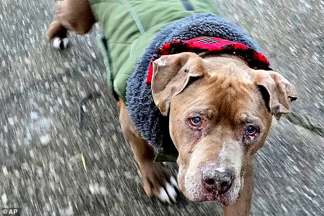 Michigan Veterinarian's Jail Sentence Over Dog Rescue Sparks Legal and Ethical Debate
