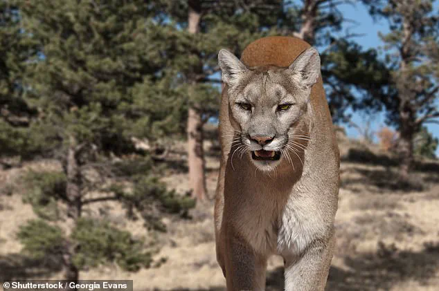 Tragedy on the Trail: Medical Assistant Killed by Mountain Lion, Family Speaks Out on Heartbreaking Loss