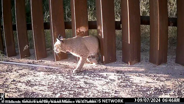 Controversial 'Doggy Doors' on US-Mexico Border Wall Spark Debate Over Environmental Impact
