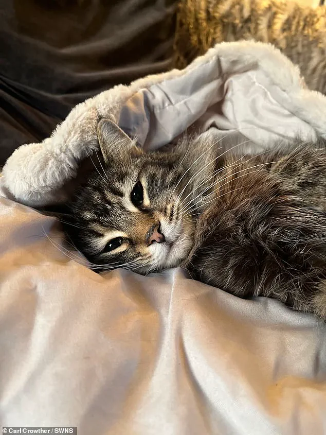 Routine Amazon Delivery Turns Nightmarish for Elland Family as Cat is Stolen in Shocking Incident