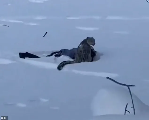 Snow Leopard Attack Injures Tourist in Northern China's Keketuohai Geopark
