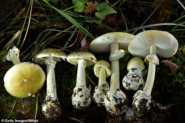 Fourth Fatality in Northern California Mushroom Poisoning Outbreak Sparks Public Health Warnings