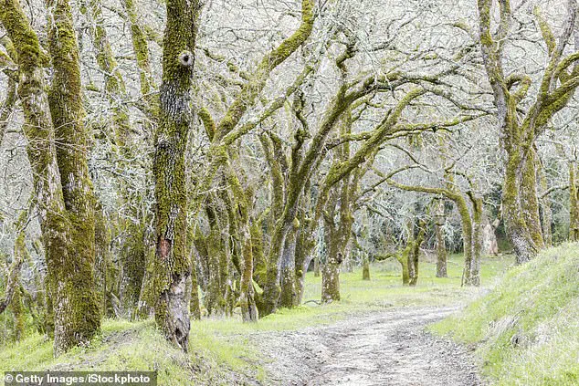 Fourth Fatality in Northern California Mushroom Poisoning Outbreak Sparks Public Health Warnings