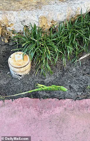 Exclusive: South Florida's Iguana Plunge – Limited Insights into the Cold Snap's Hidden Impact