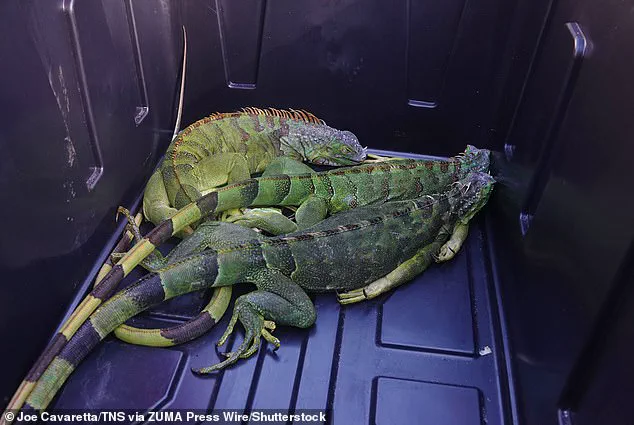 Exclusive: South Florida's Iguana Plunge – Limited Insights into the Cold Snap's Hidden Impact