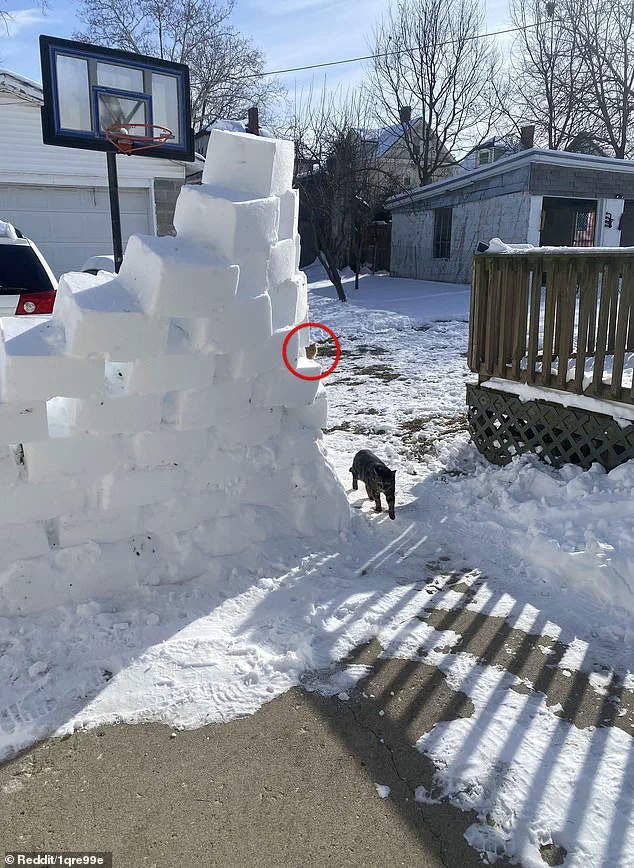 Viral Snowy Backyard Photo Baffles Internet as Users Struggle to Spot Hidden Orange Cat on Reddit
