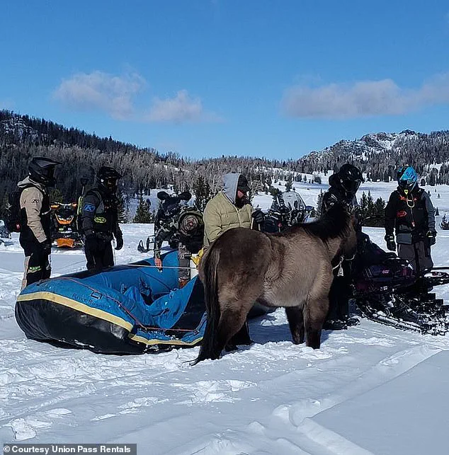 Mouse Survives Seven-Month Ordeal in Wind River Range