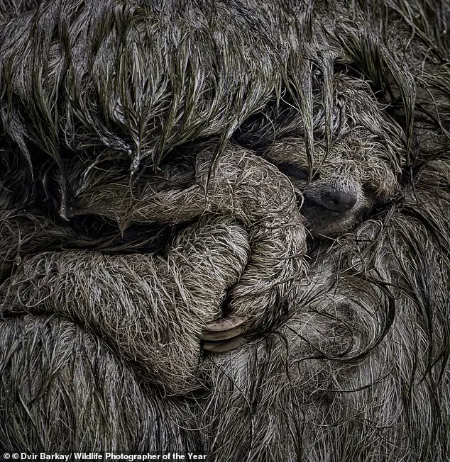 Nature's Storytellers: Compete for the Nuveen People's Choice Award with Vivid Tales of Earth's Beauty and Fragility