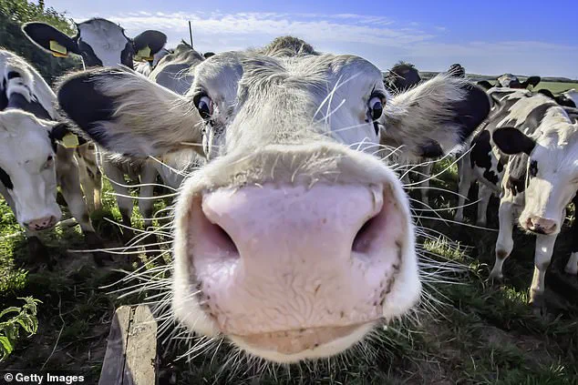 Firefighters Rescue Dog Walker from Tree After Hiding from Angry Cow on Isle of Wight