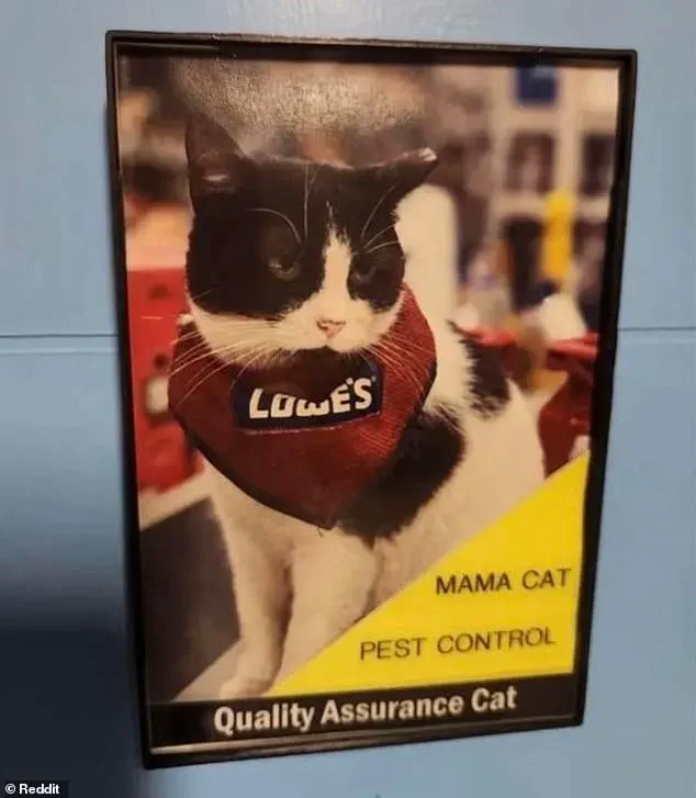 Mama Cat's Controversial 'Firing' Sparks Debate Over Corporate Policy and Small-Town Heart