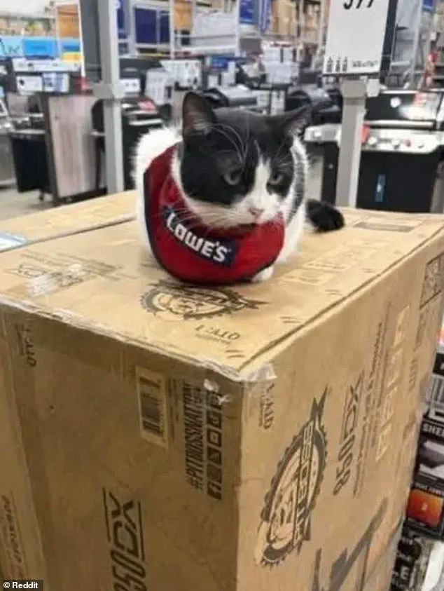 Mama Cat's Controversial 'Firing' Sparks Debate Over Corporate Policy and Small-Town Heart