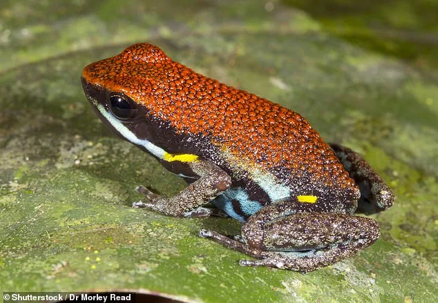 Navalny's Widow Demands Putin Accountability as Evidence Points to Deadly Dart Frog Neurotoxin