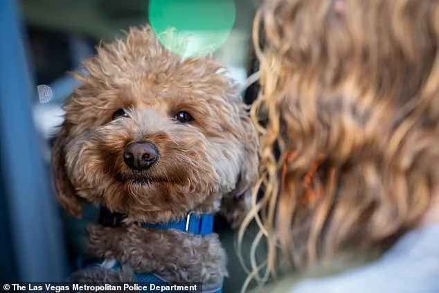 Heartbreak to Hope: Las Vegas Officer Adopts Abandoned Jet Blue