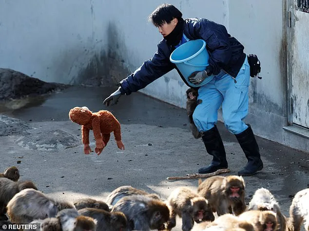 Punch the Abandoned Baby Monkey's Viral Photo Sparks Global Sympathy and 8,000 Visitors