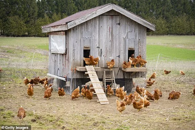 West Virginia Woman Stabs Intruder in Chicken Coop After Alleged Attack
