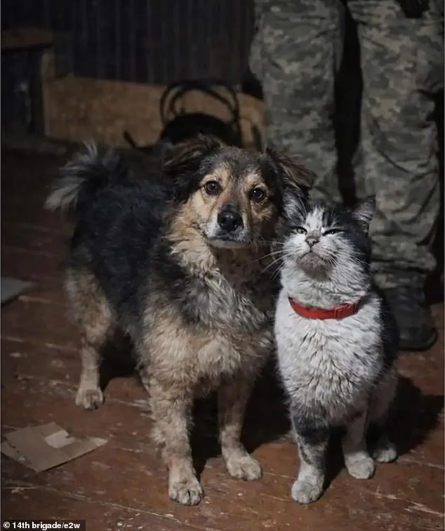 Ukrainian Drone Rescues Cat and Dog in Extraordinary Frontline Mission