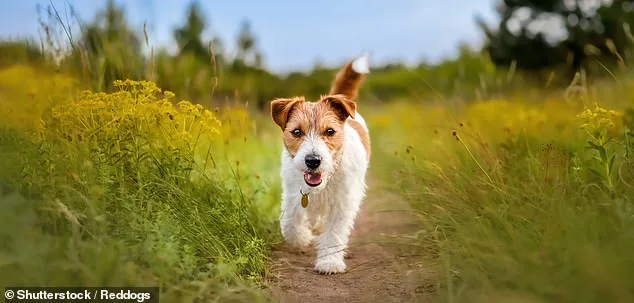 Fatal Lurcher Attack: Young Woman's Death Underlines Unpredictability of Canine Aggression.