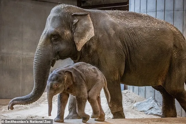 Heartbreaking Monkey Mom Shuns Her Baby: Why?