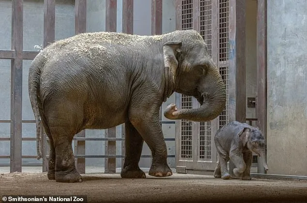 Heartbreaking Monkey Mom Shuns Her Baby: Why?