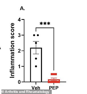 New peptide PEPITEM treats arthritis by blocking inflammation without severe side effects.