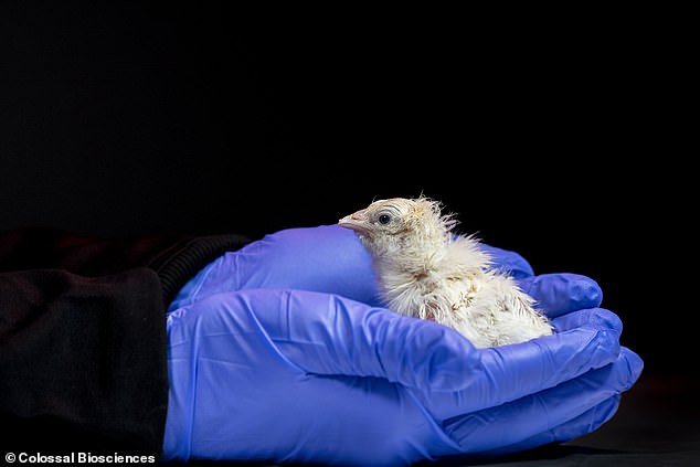 Artificial Eggs Successfully Hatch Chicks, Paving Way for Moa De-Extinction