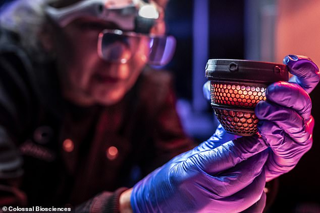 Artificial Eggs Successfully Hatch Chicks, Paving Way for Moa De-Extinction