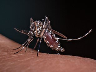 Climate Change Threatens to Bring Chikungunya Virus to Europe and North America