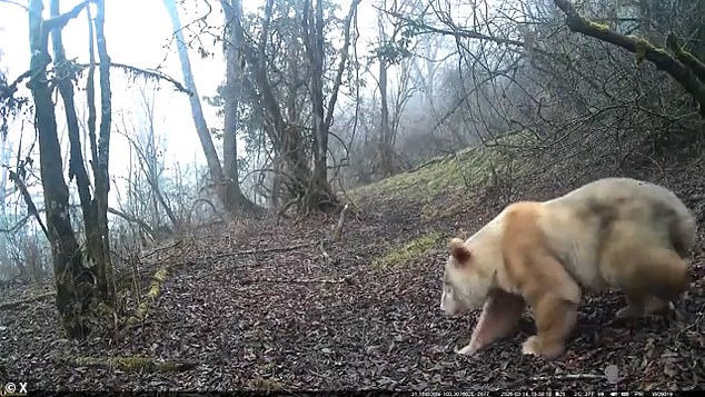 Rare albino panda in China shown interacting peacefully with family.