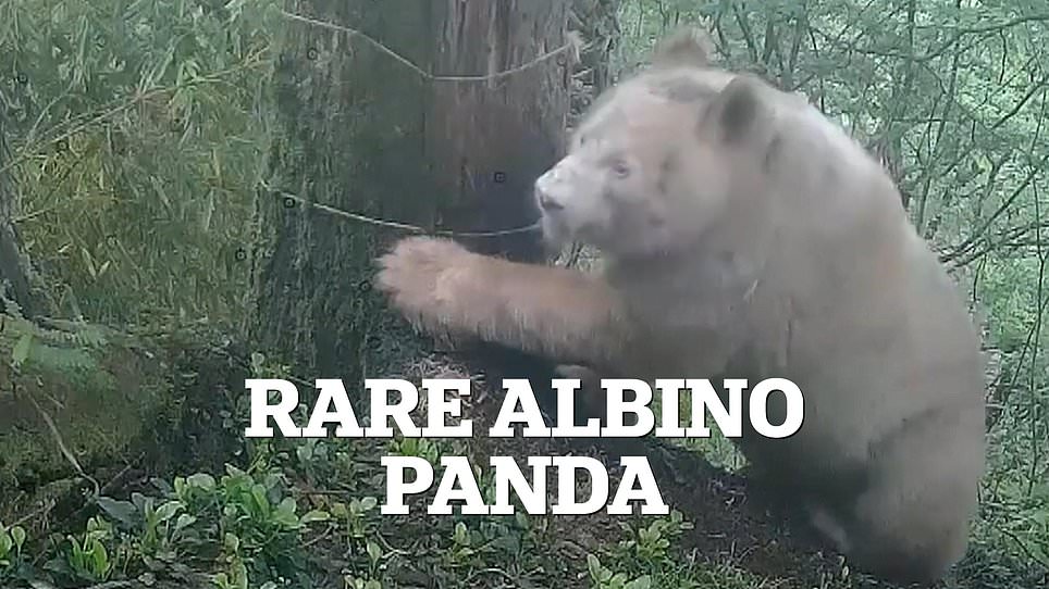 Rare albino panda in China shown interacting peacefully with family.